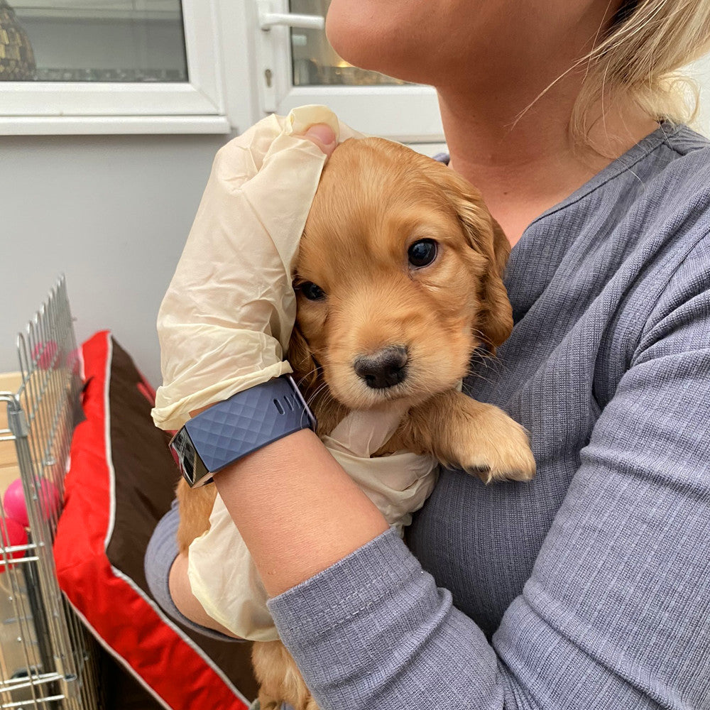 So you're thinking of getting a dog, now what?