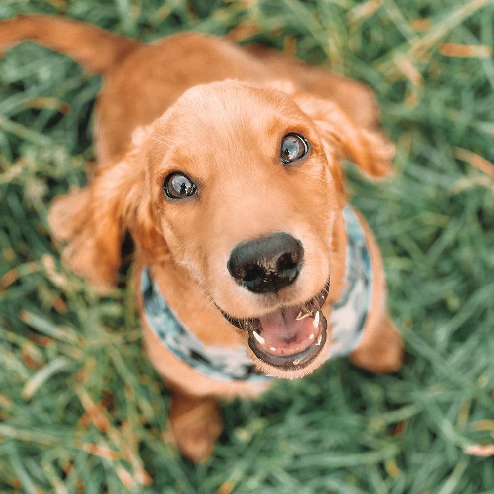 “That’s just my famous doggy”