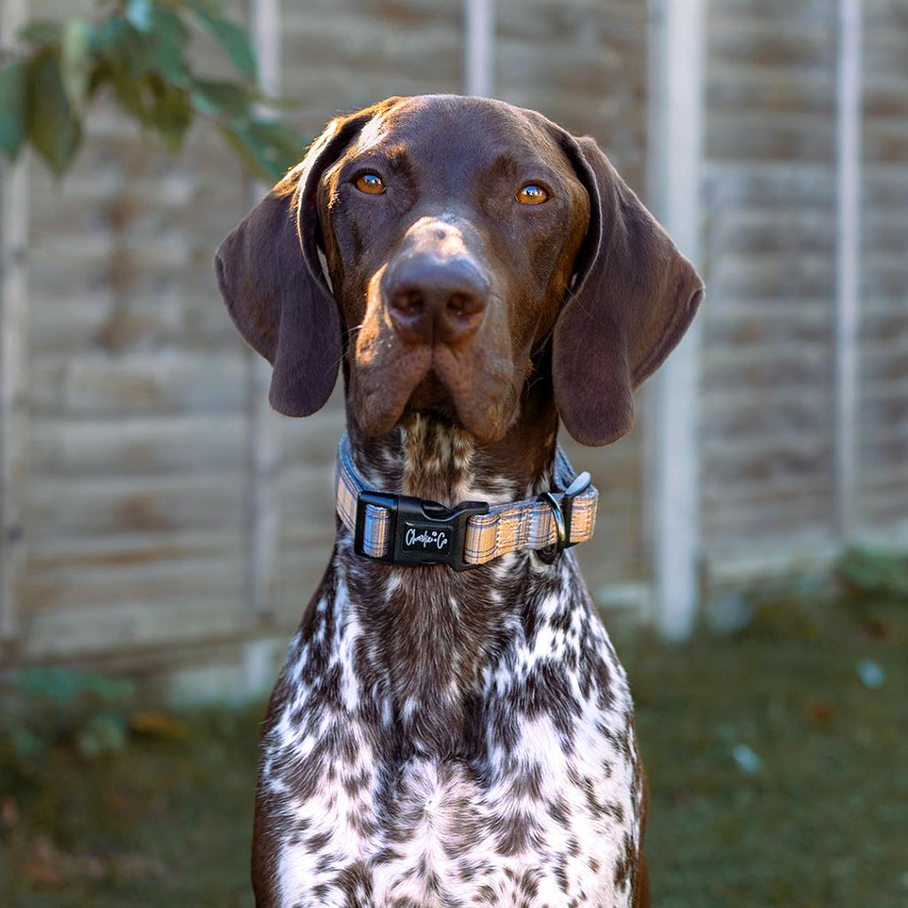 Check Him Out - Collar