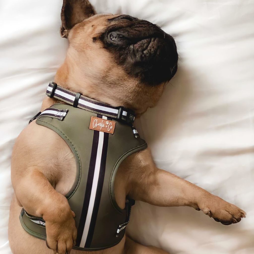 Barky Khaki - Collar