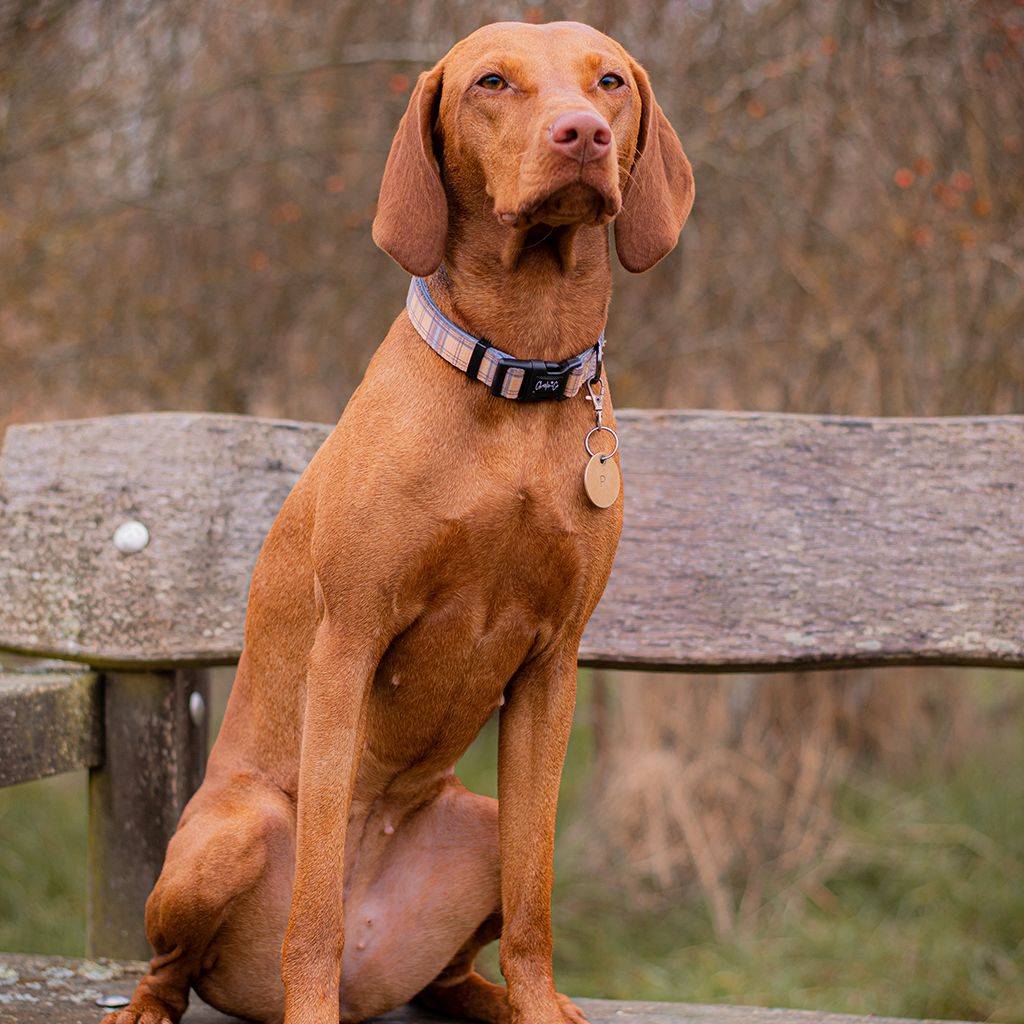 Check Him Out - Collar