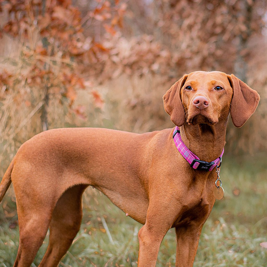 Check Her Out - Collar