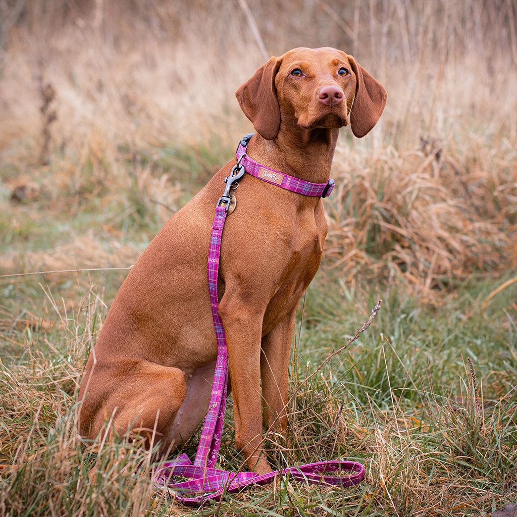 Check Her Out - Collar