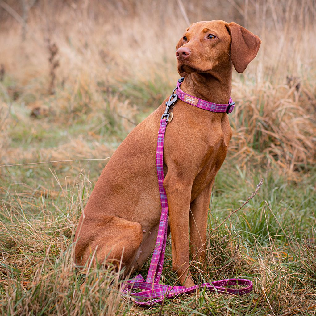 Check Her Out - Collar