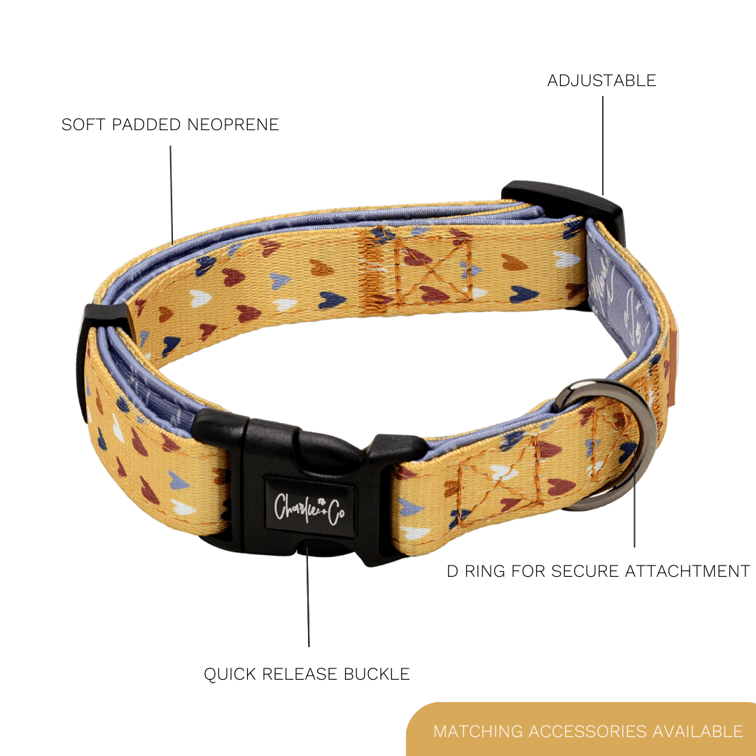 Mustard Been Love - Collar