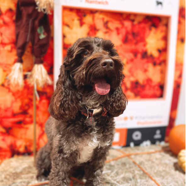 HOWL-O-WEEN PAWTY