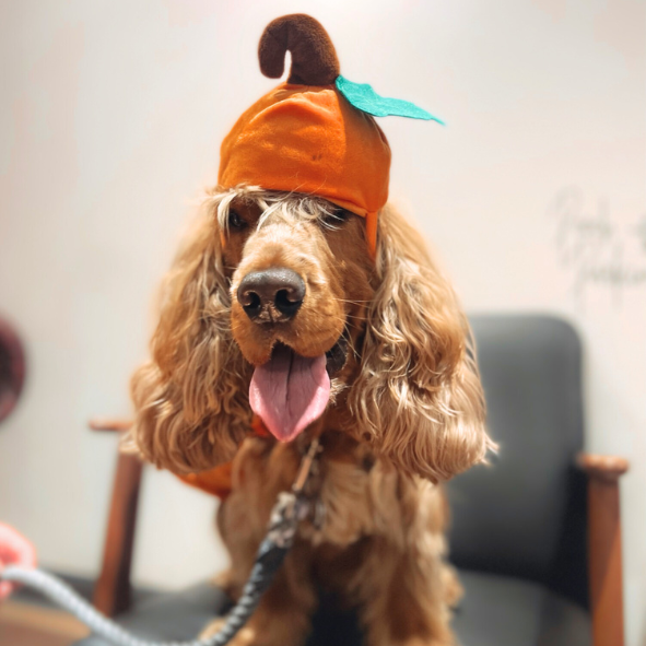 HOWL-O-WEEN PAWTY