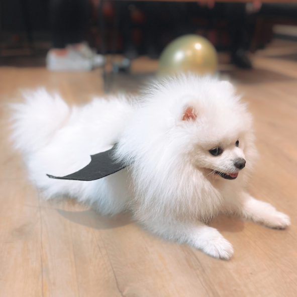 HOWL-O-WEEN PAWTY