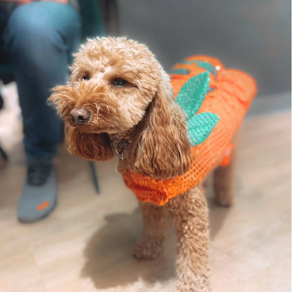 HOWL-O-WEEN PAWTY