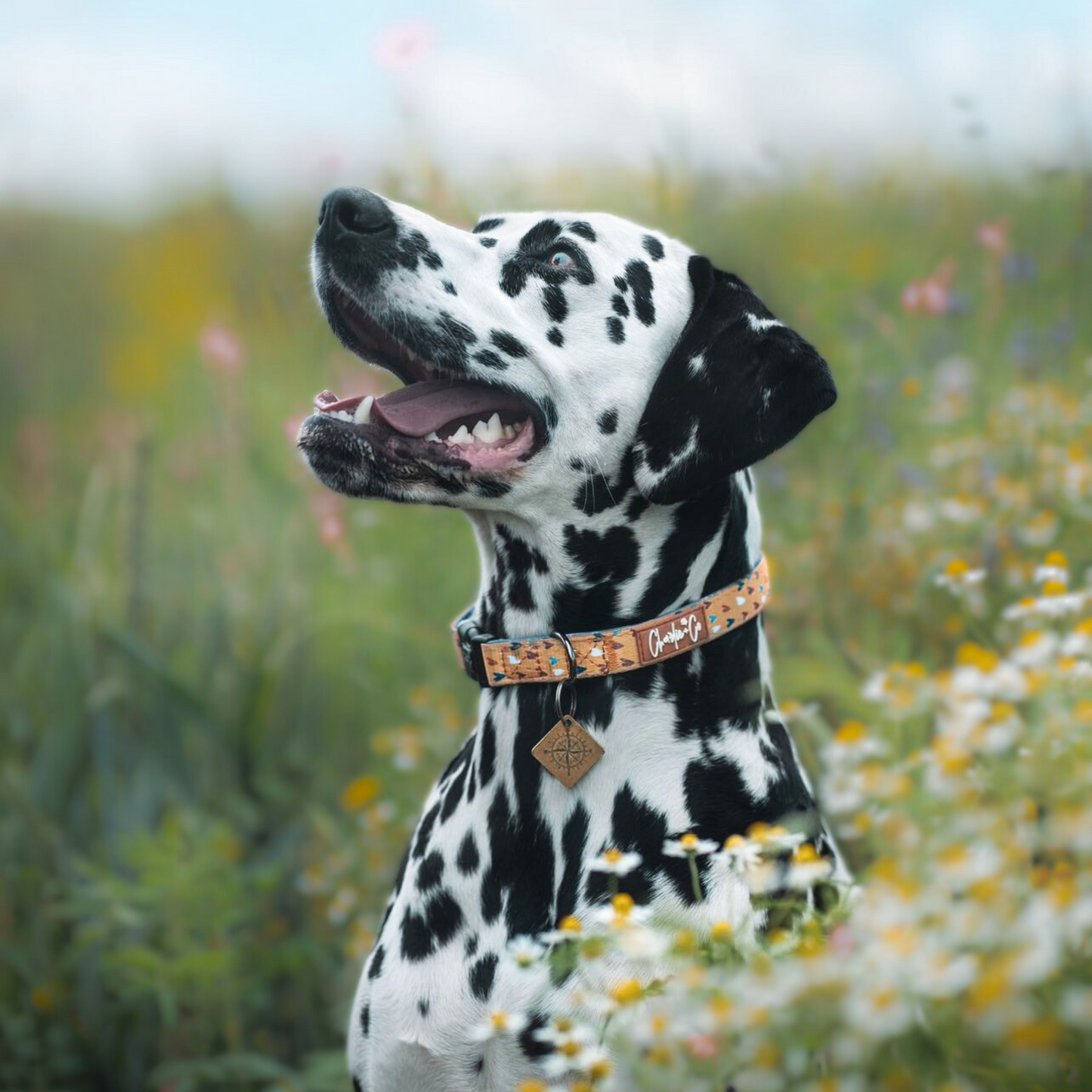 Mustard Been Love - Collar