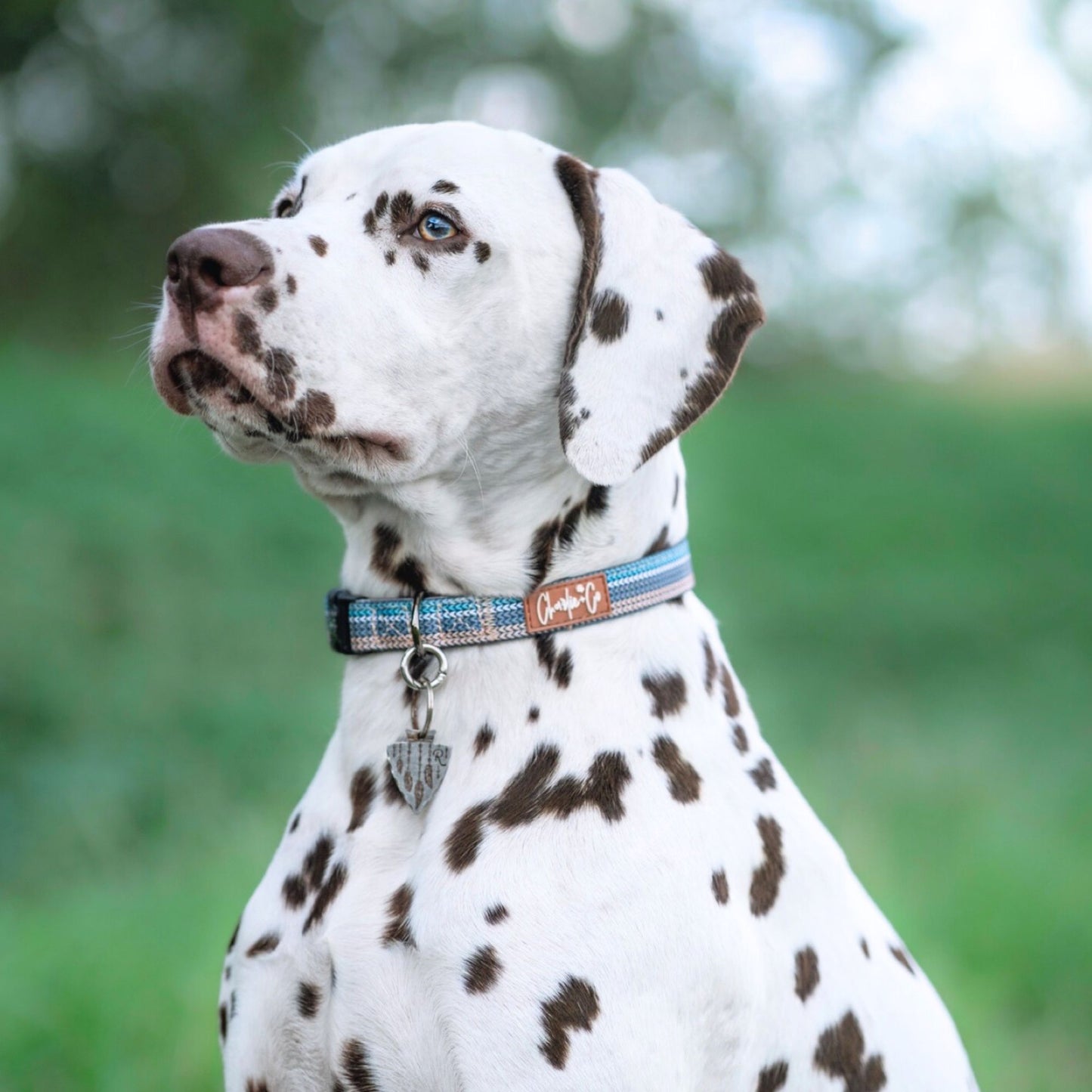 Made With Woof - Collar