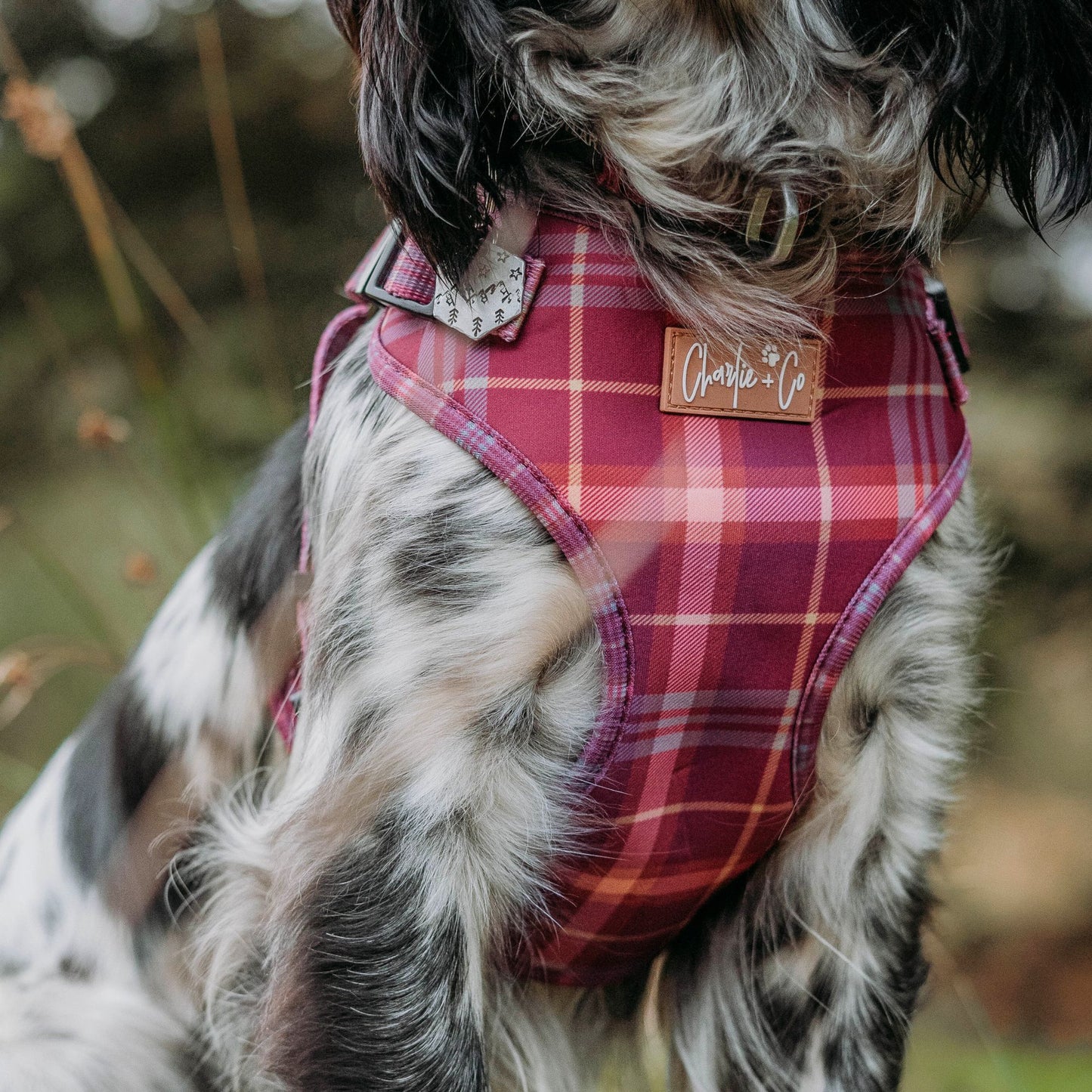 Check Her Out - Step-in Harness