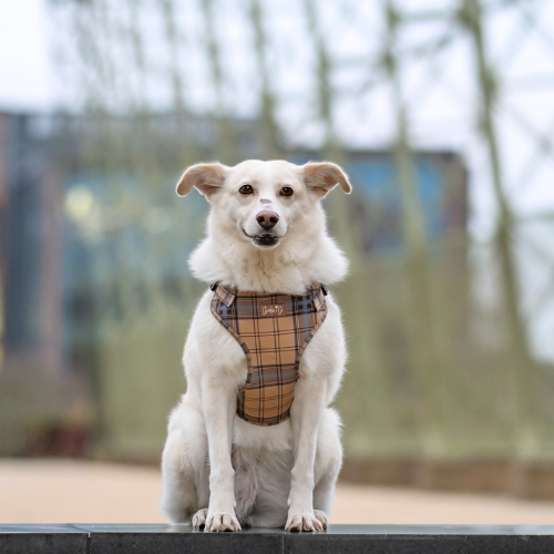 Check Him Out - Step-in Harness