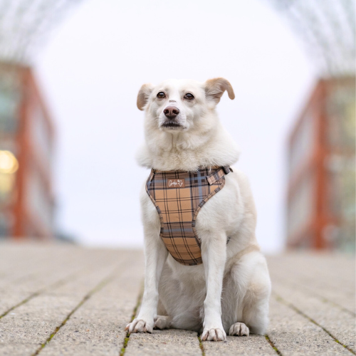 Check Him Out - Step-in Harness