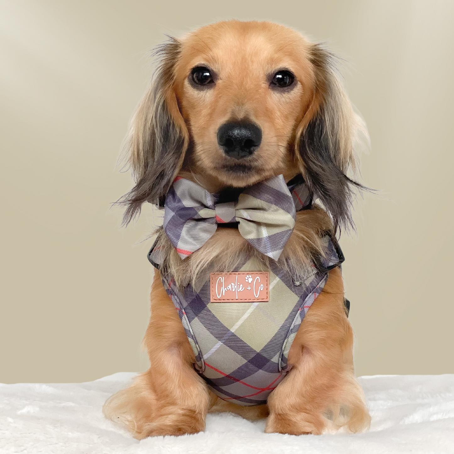 Highland Hound - Step-in Harness