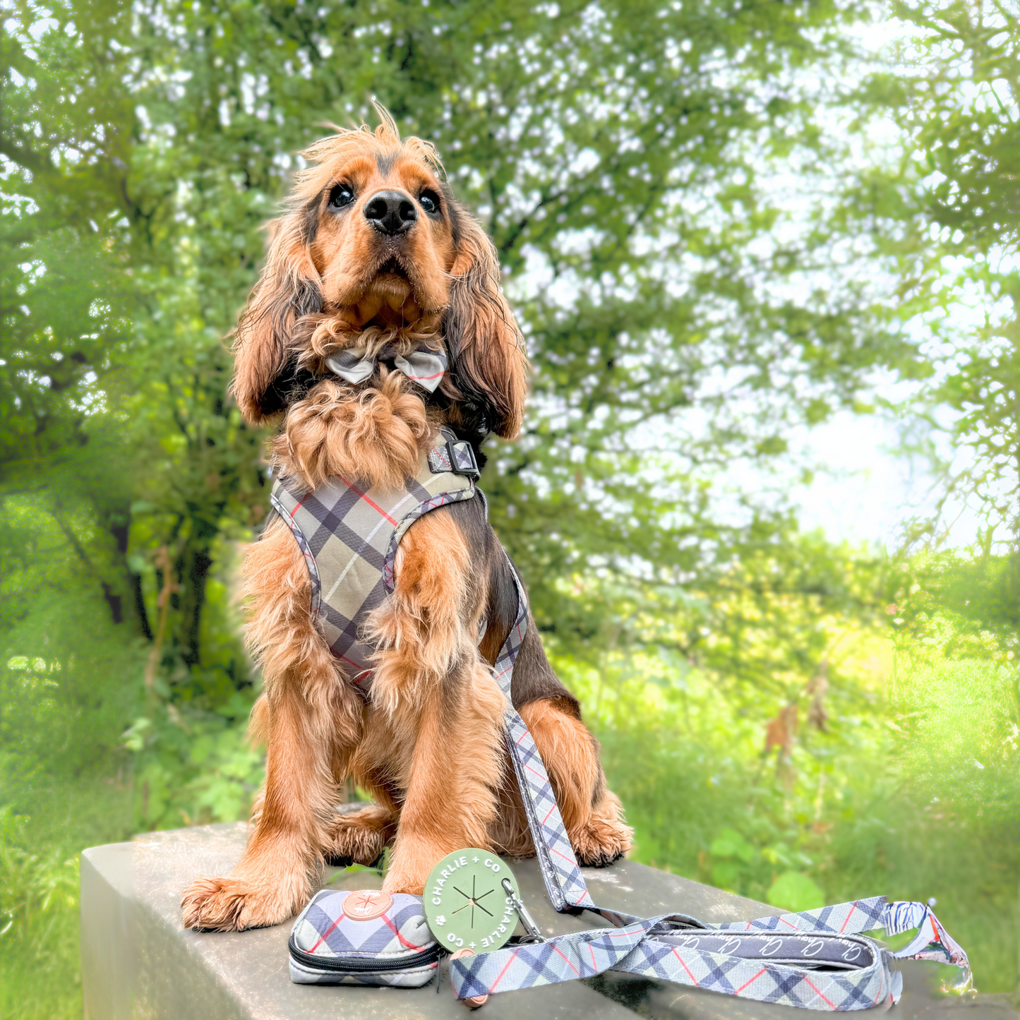Highland Hound - Lead