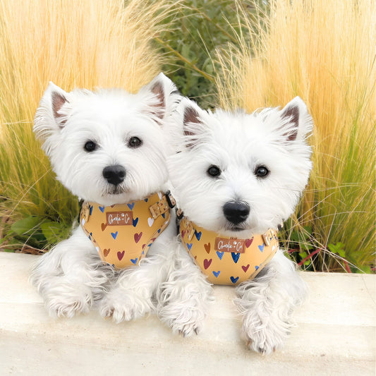 Mustard Been Love - Step-in Harness