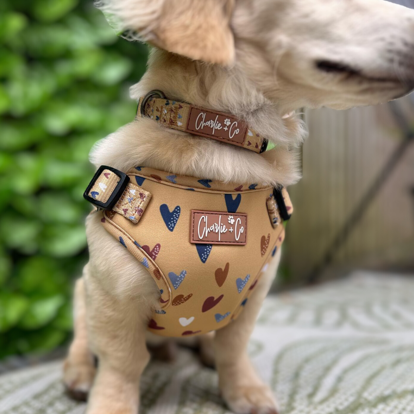 Mustard Been Love - Collar