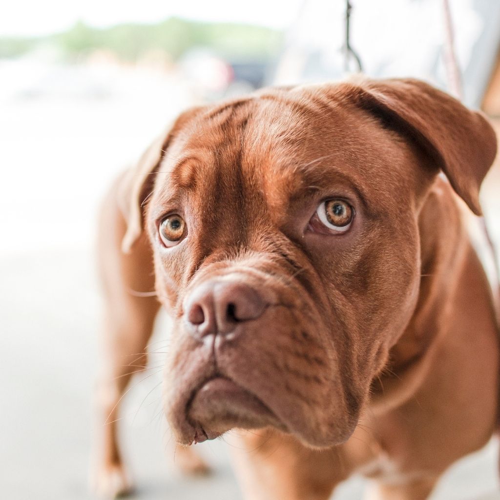 How to Speak Doggy Language: Canine Communication Workshop
