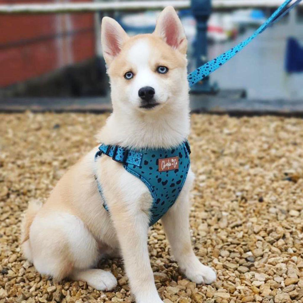 Keep it Teal - Step-in Harness