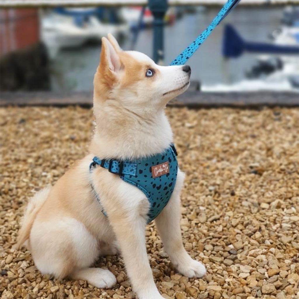 Keep it Teal - Step-in Harness