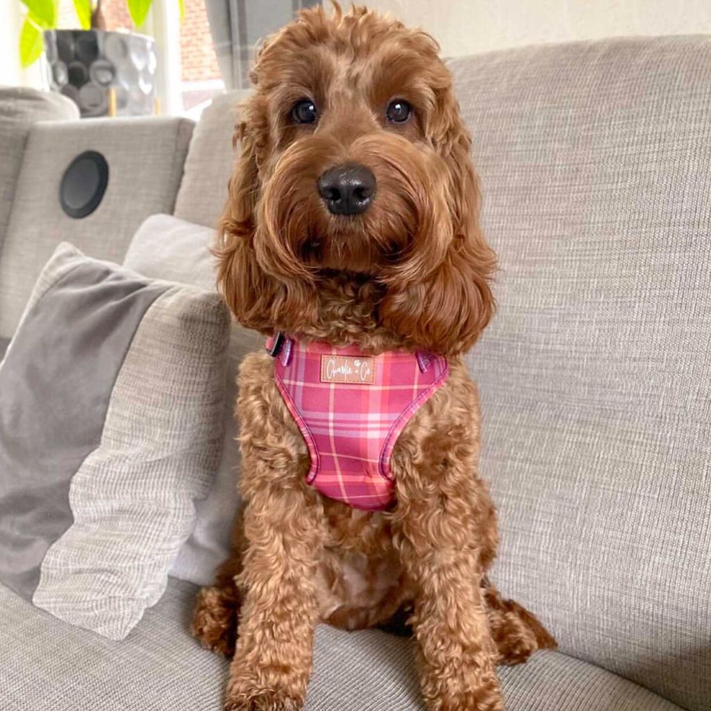 Check Her Out - Step-in Harness