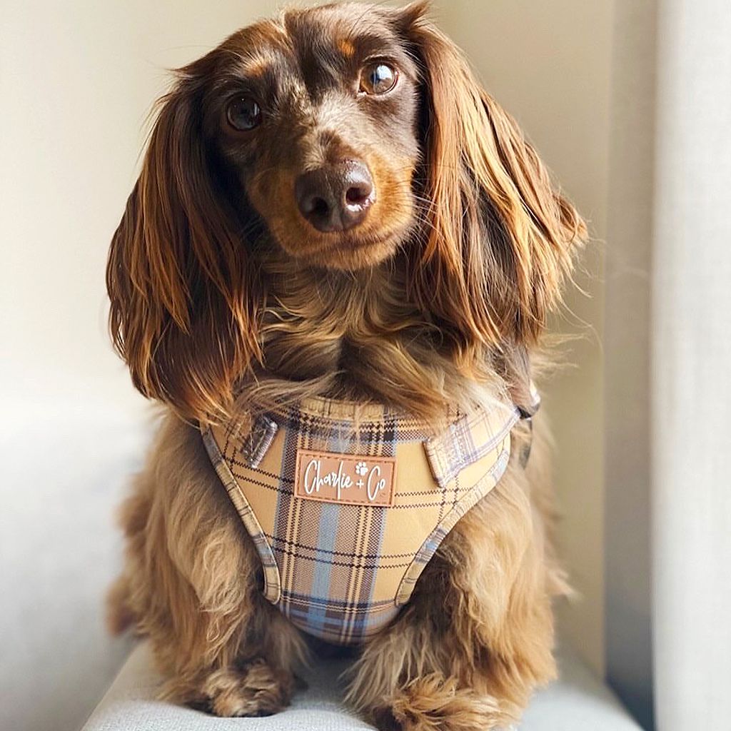 Check Him Out - Step-in Harness