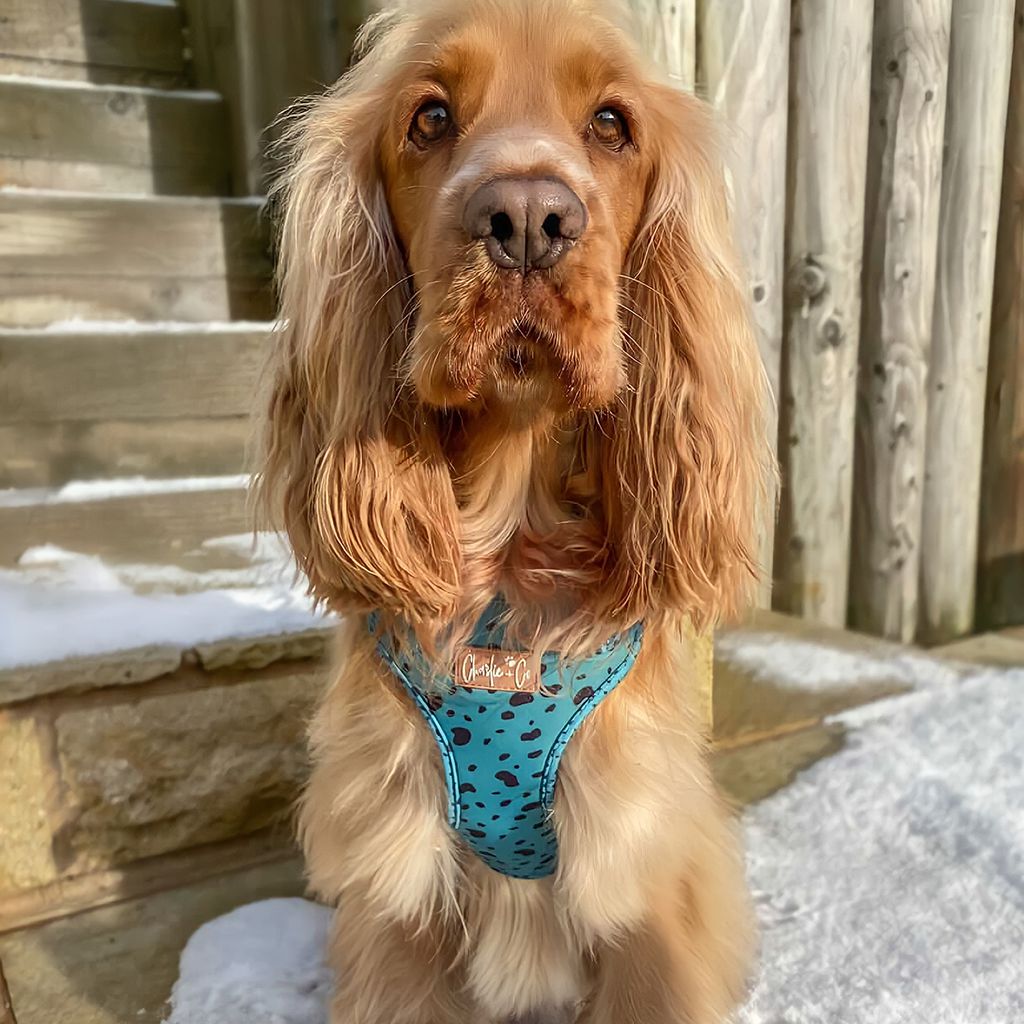 Keep it Teal - Step-in Harness