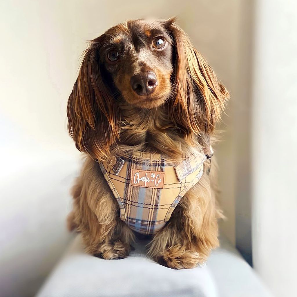 Check Him Out - Step-in Harness