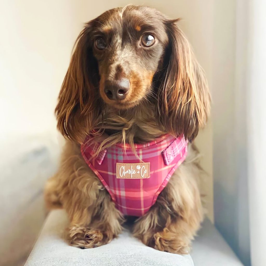 Check Her Out - Step-in Harness