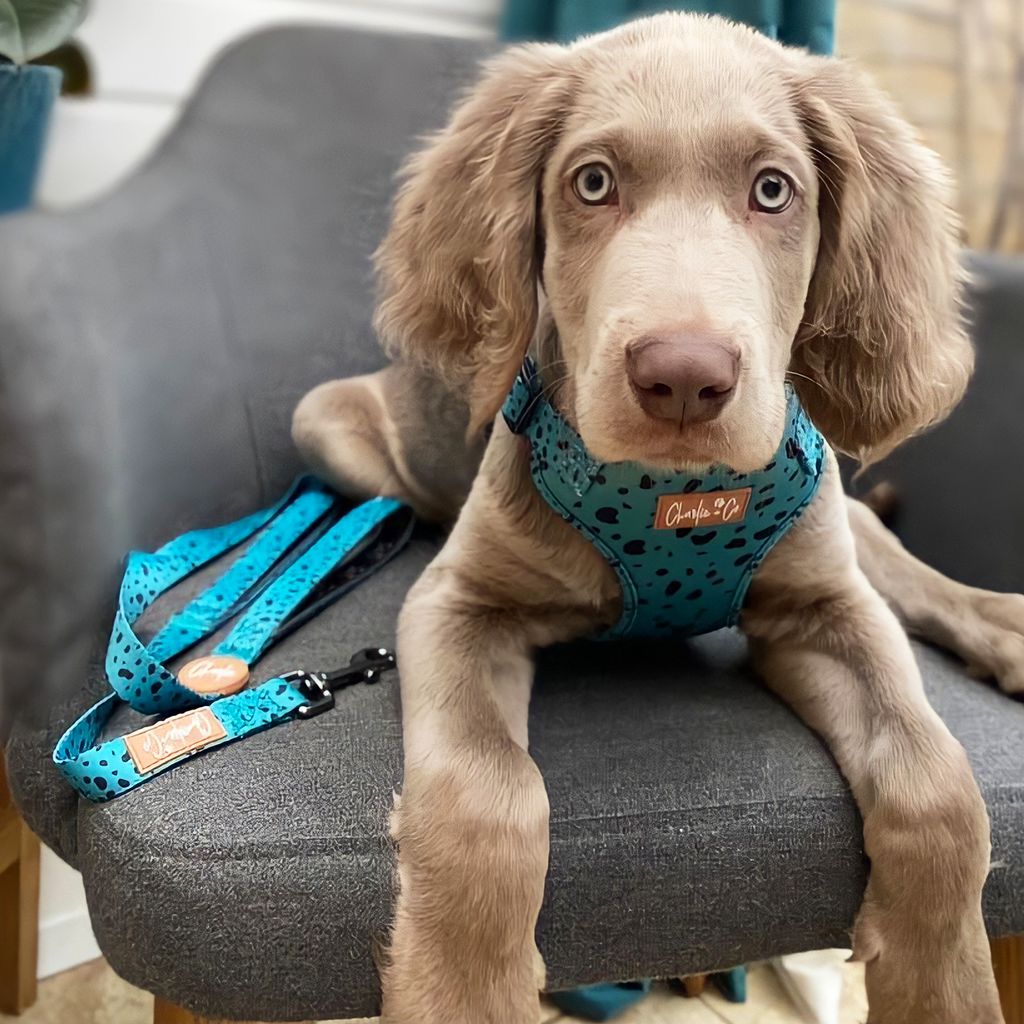 Keep it Teal - Step-in Harness