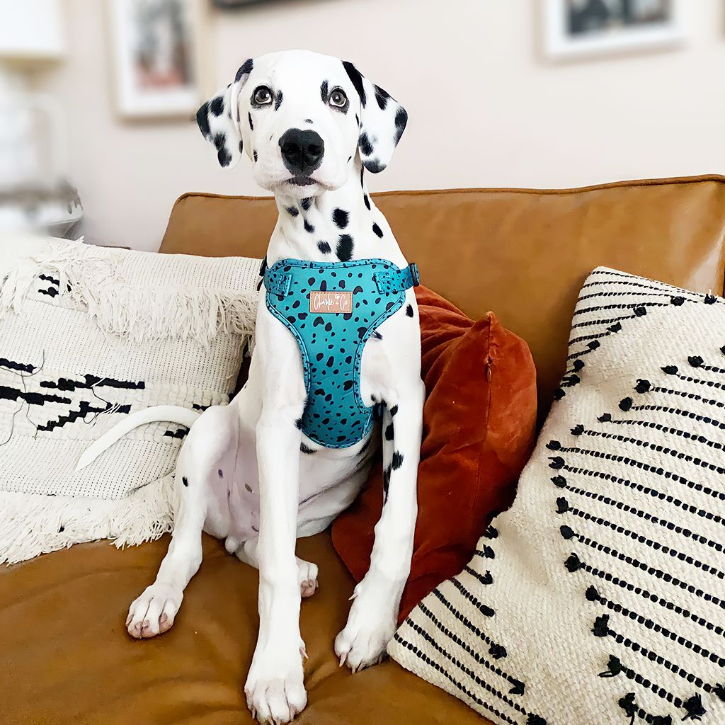 Keep it Teal - Step-in Harness