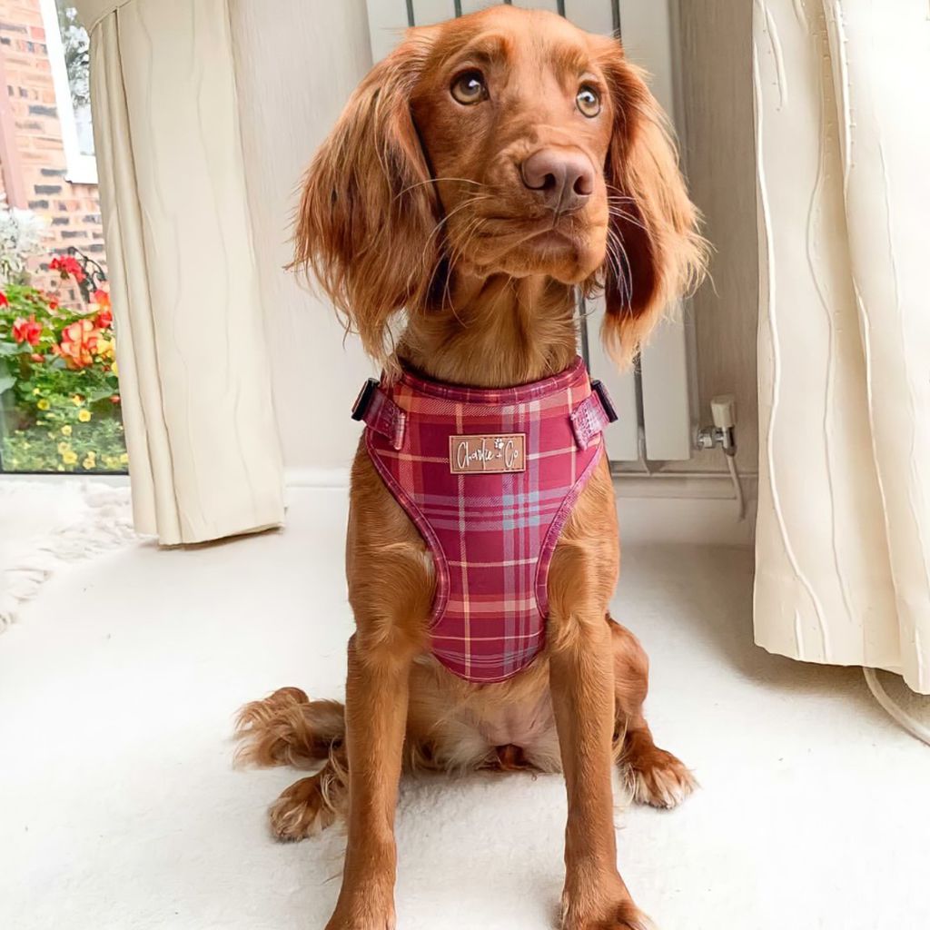Check Her Out - Step-in Harness