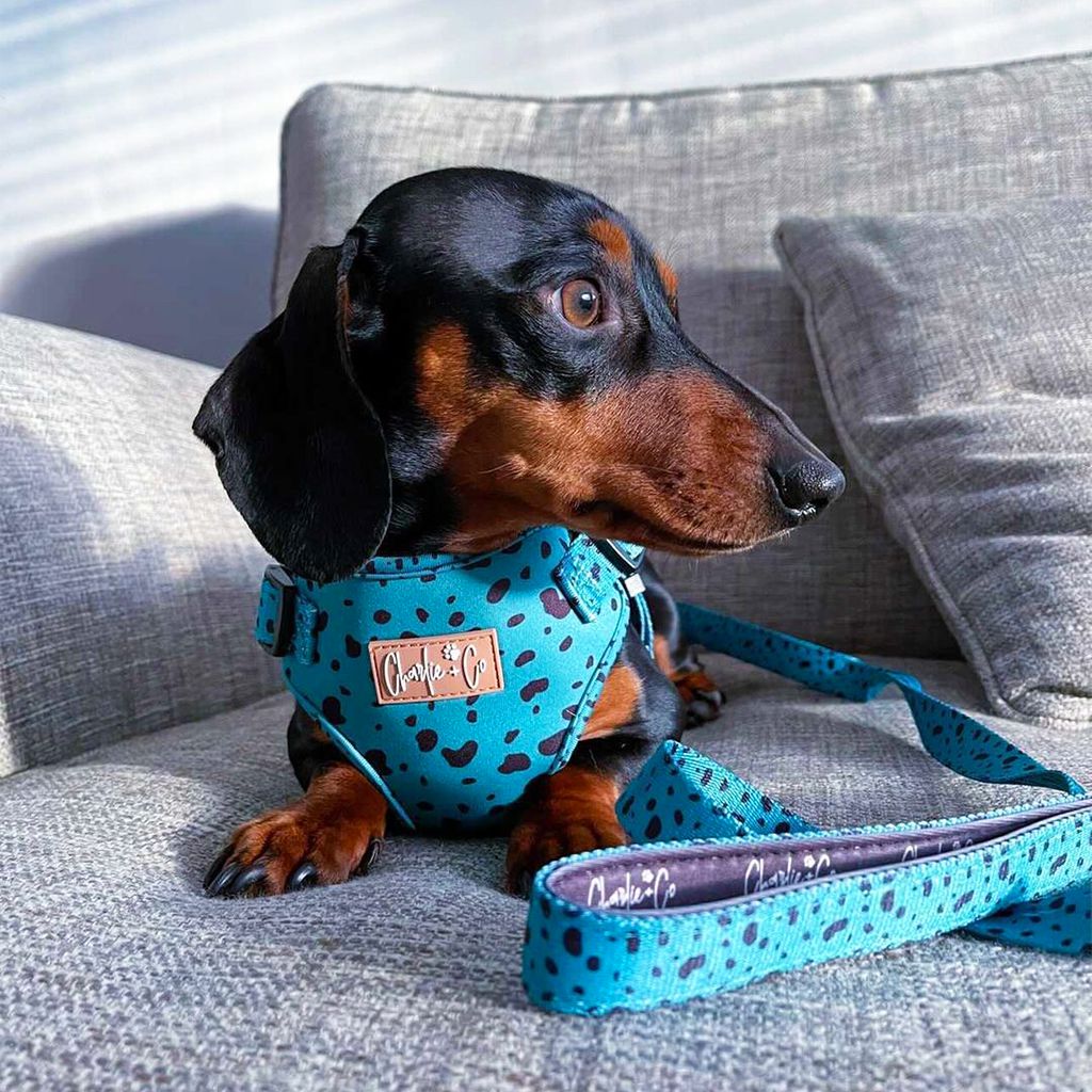 Keep it Teal - Step-in Harness