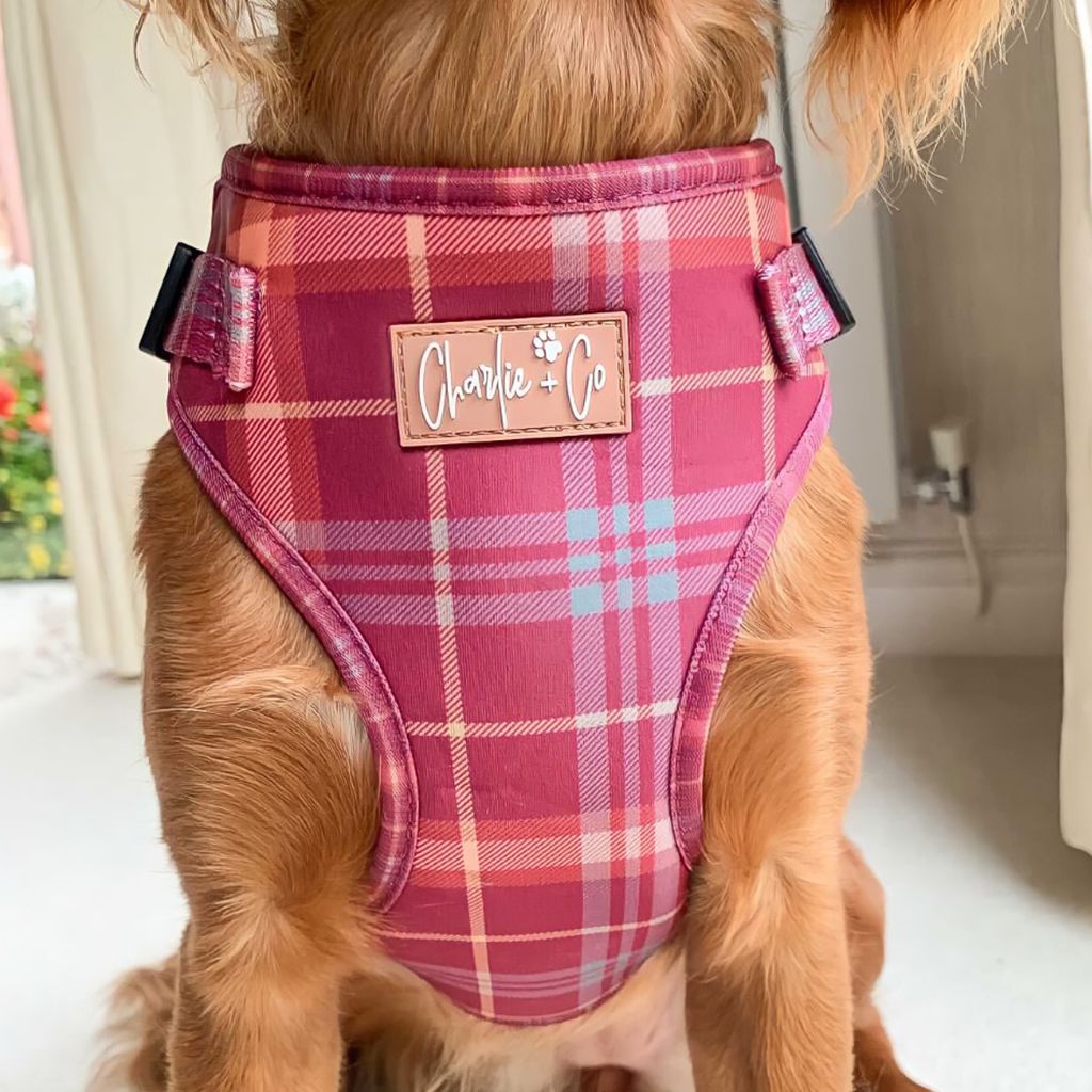 Check Her Out - Step-in Harness