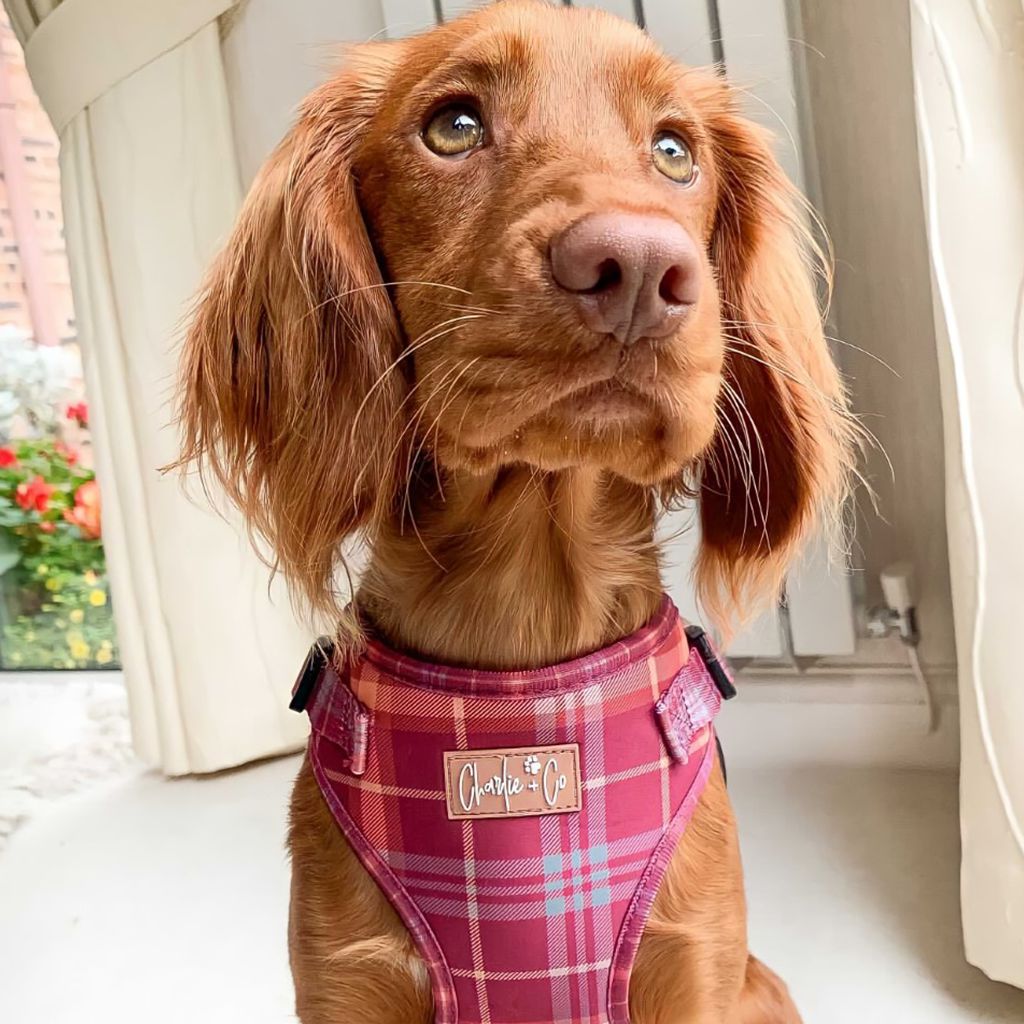 Check Her Out - Step-in Harness