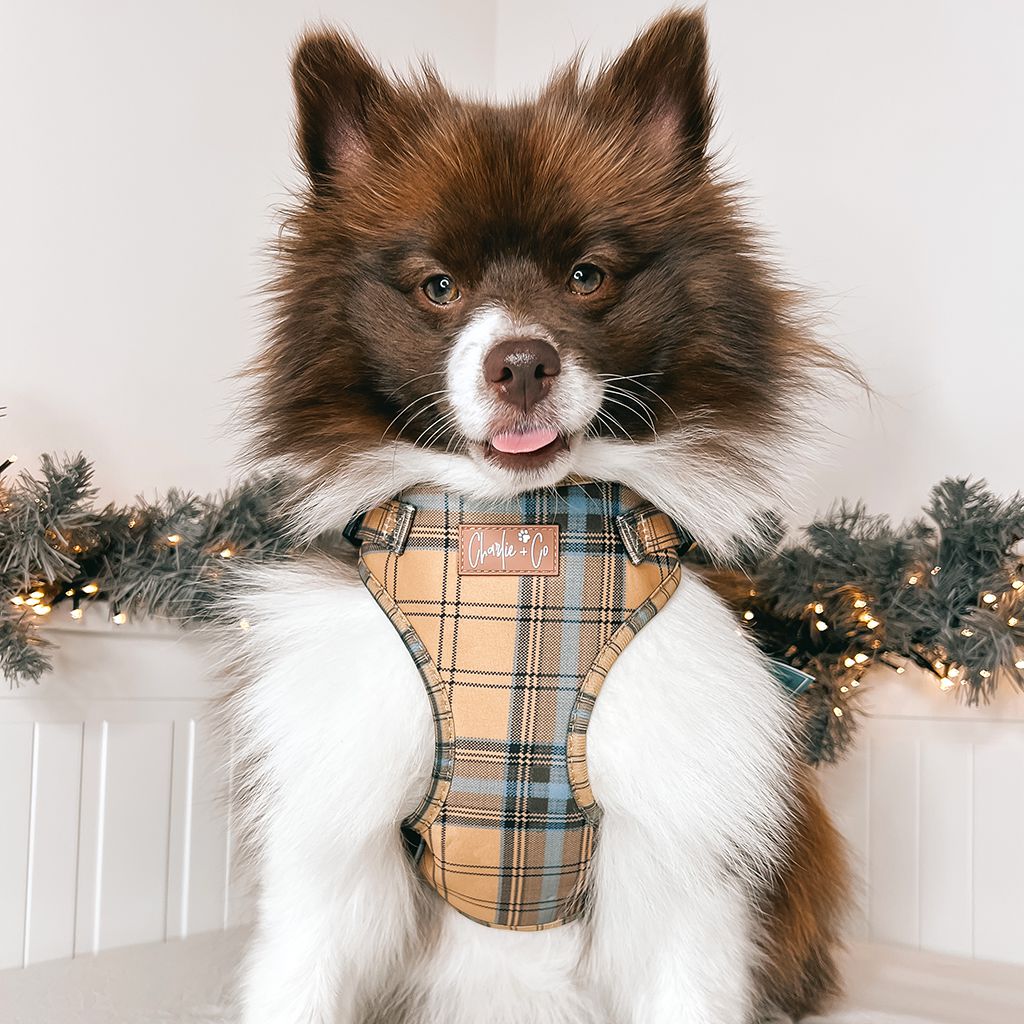 Check Him Out - Step-in Harness