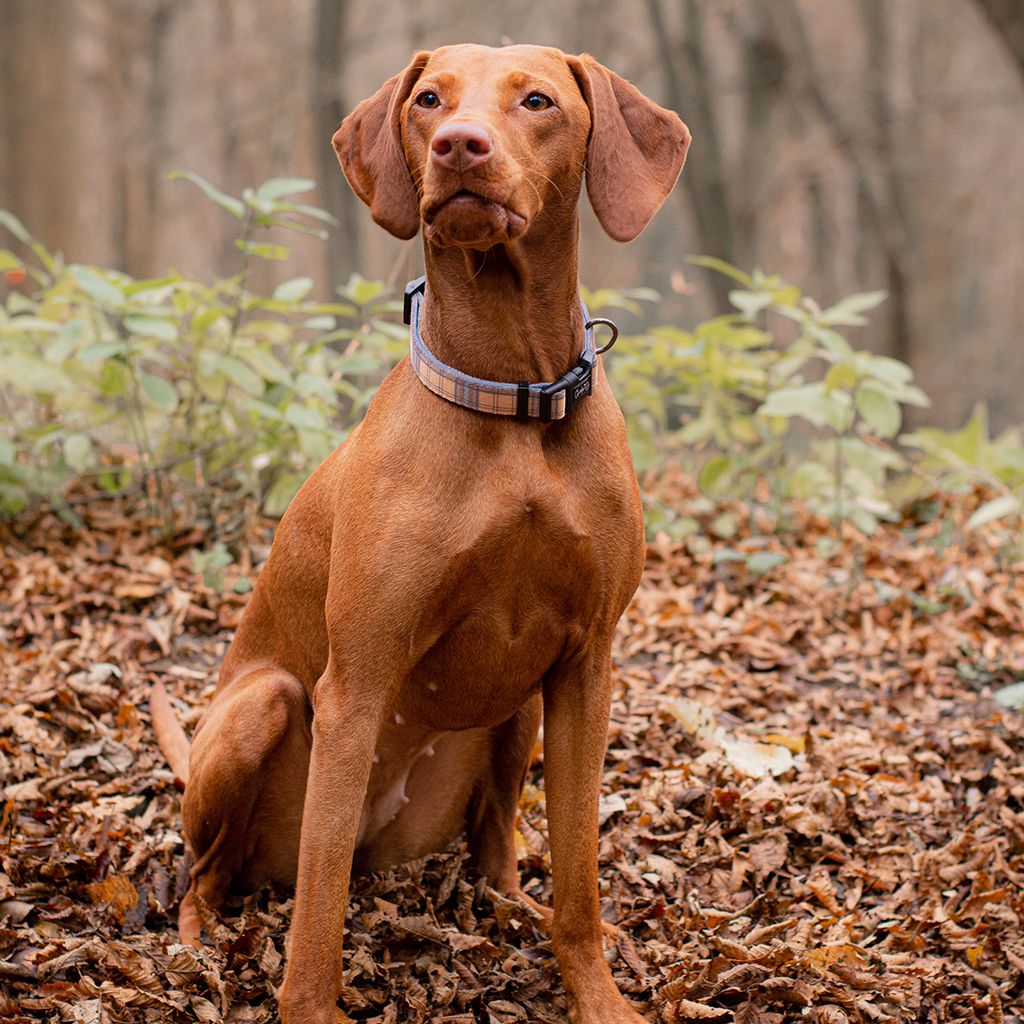 Check Him Out - Step-in Harness