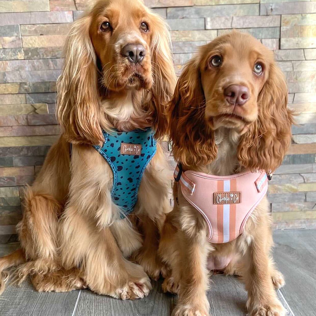 Keep it Teal - Step-in Harness
