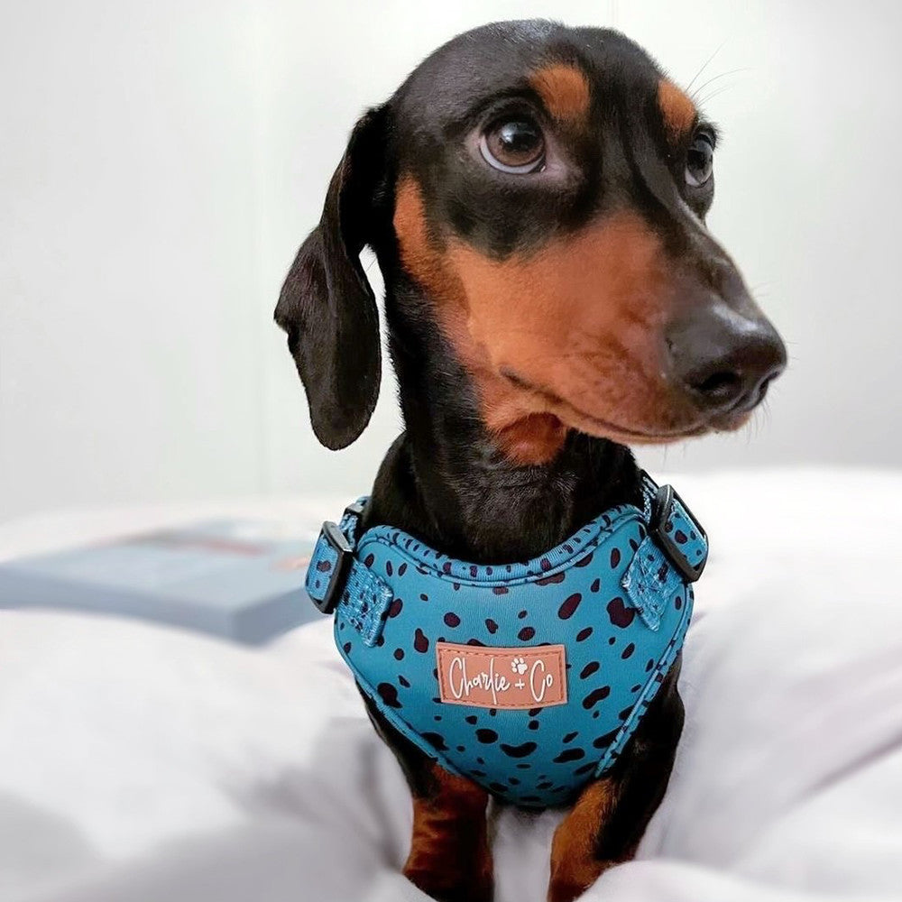 Keep it Teal - Step-in Harness