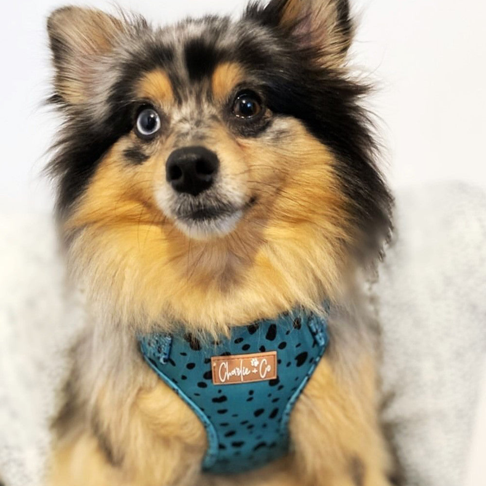Keep it Teal - Step-in Harness