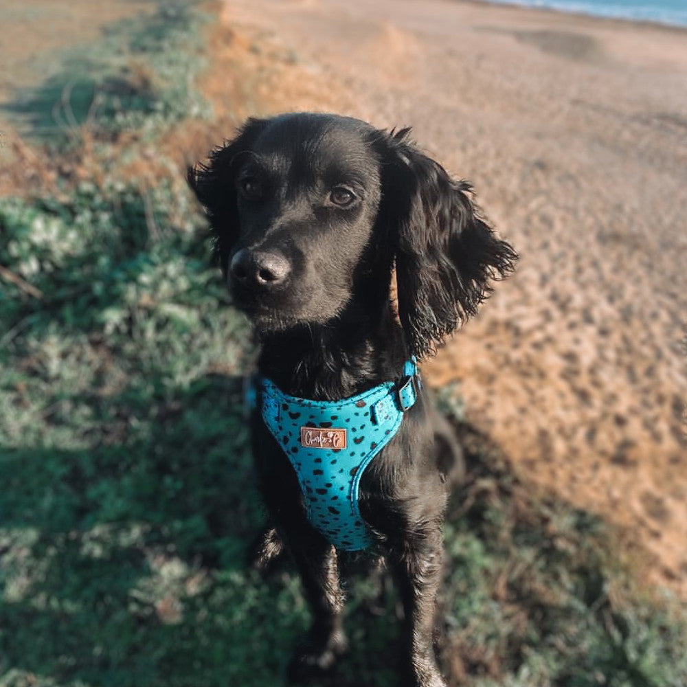 Keep it Teal - Step-in Harness