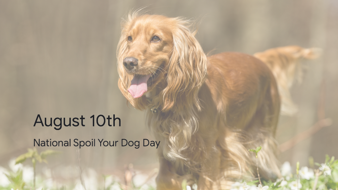 8 Things To Do On National Spoil Your Dog Day!