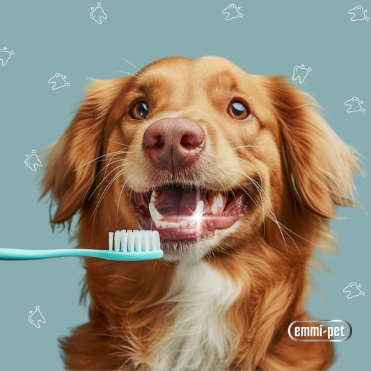 Why Doggy Dental Care Shouldn't Be Brushed Off 🐾🦷