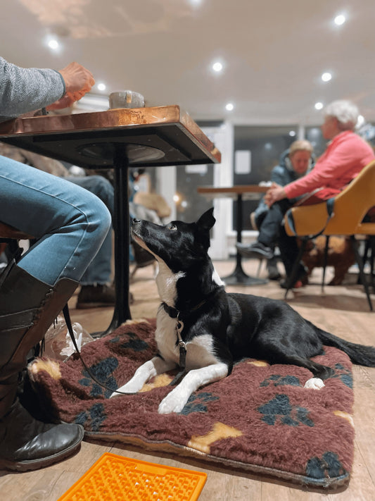Dog Cafe Etiquette: A Dog Owners Guide