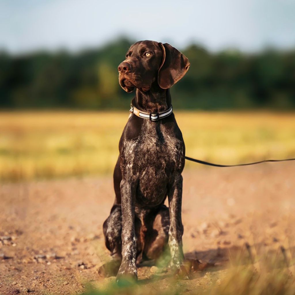 Barky Khaki - Collar