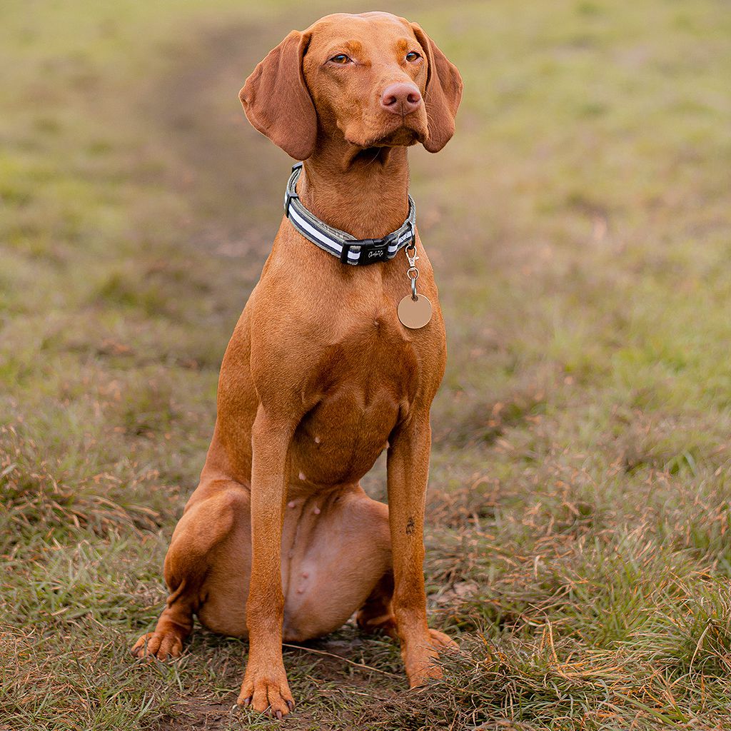 Barky Khaki - Collar