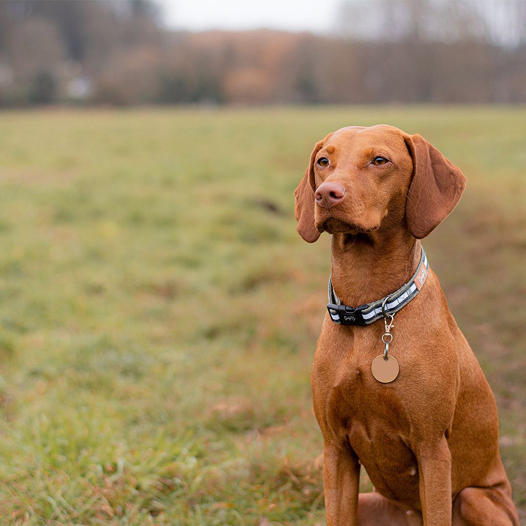 Barky Khaki - Collar