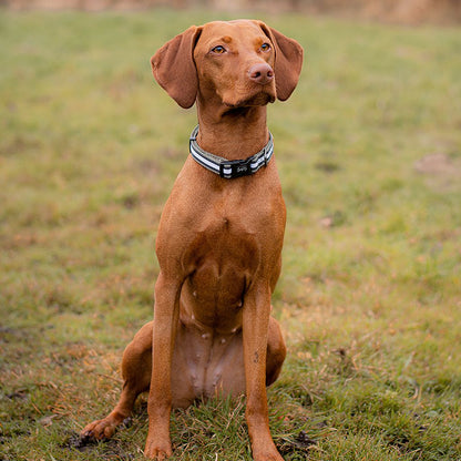 Barky Khaki - Collar