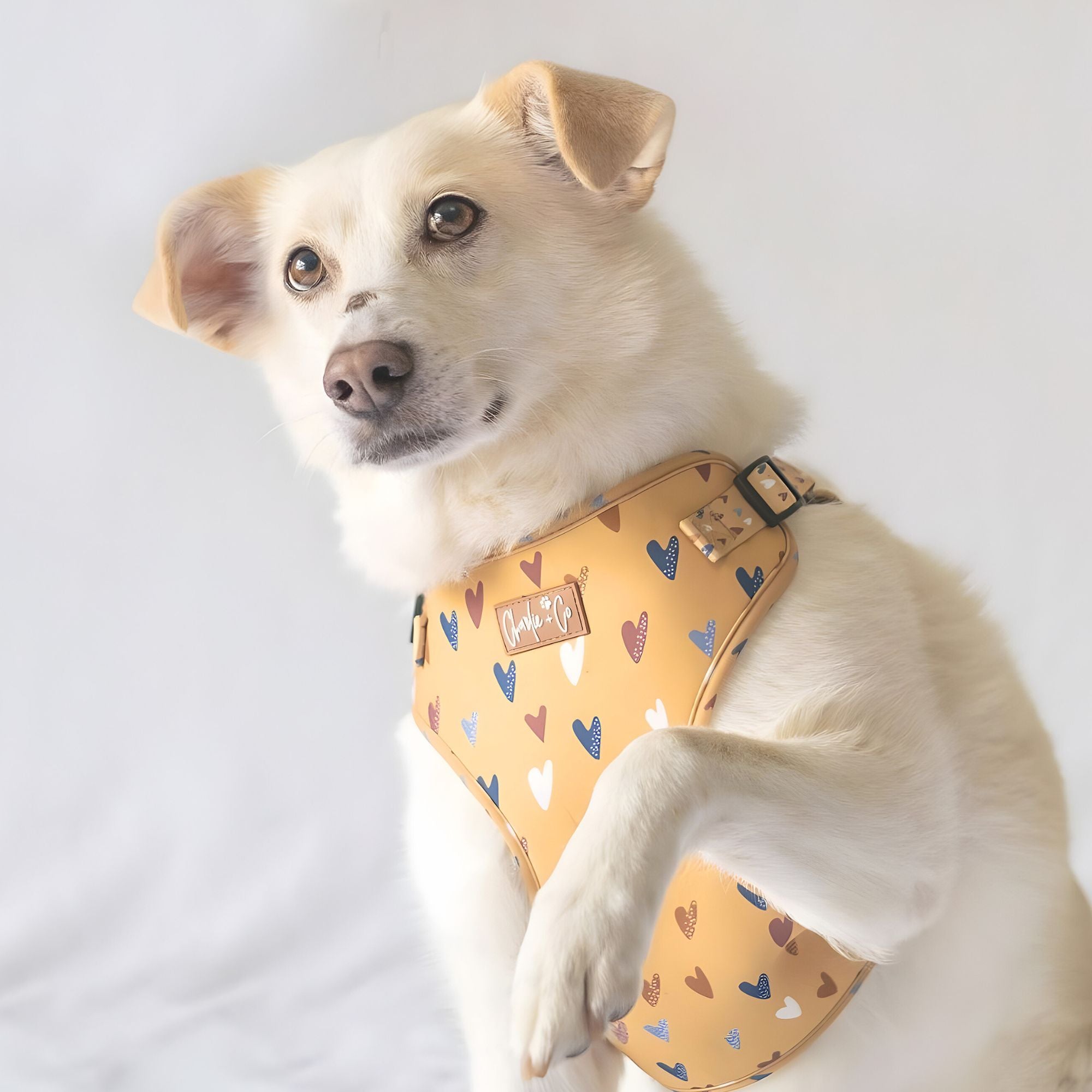 Mustard 2024 dog harness